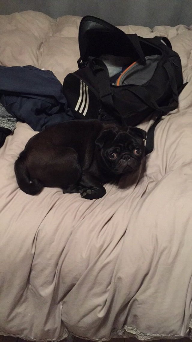black pug puppy on top of the bed with its begging face