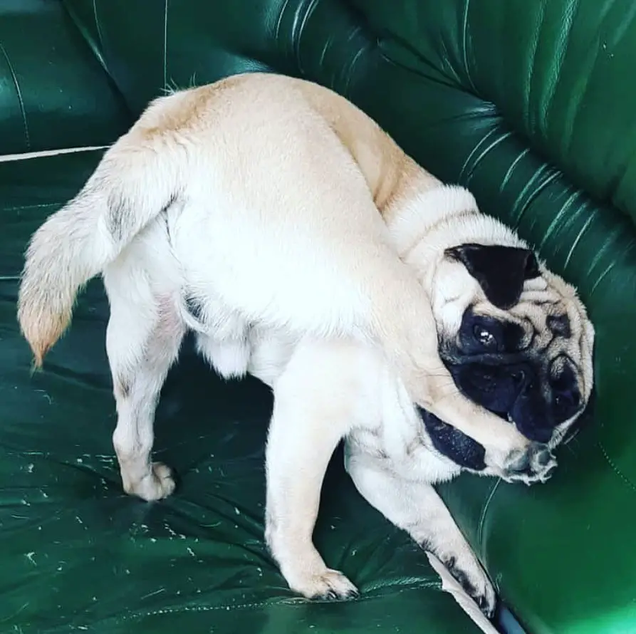 A Pug standing on top of the couch while biting its back leg