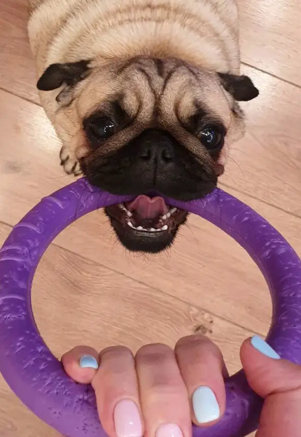 A Pug playing tug of war with a woman