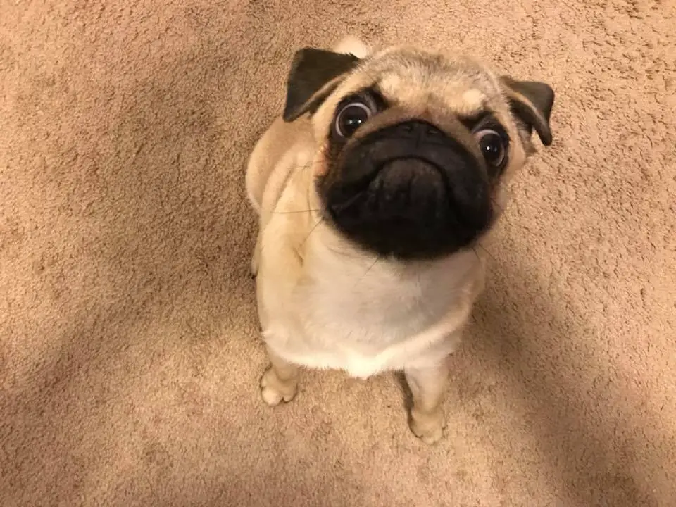pug puppy on the floor with its begging funny face