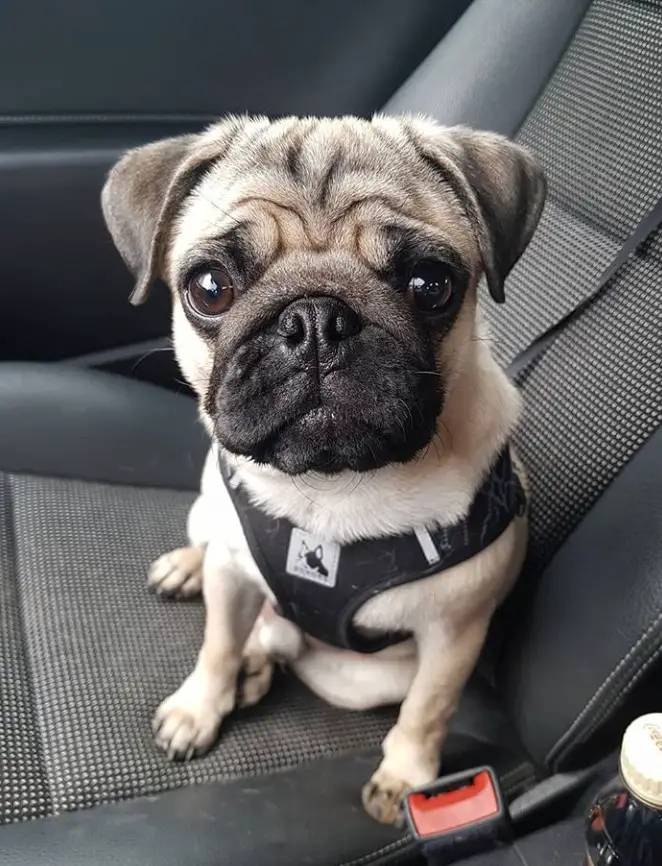 pug dog sitting on the car seat