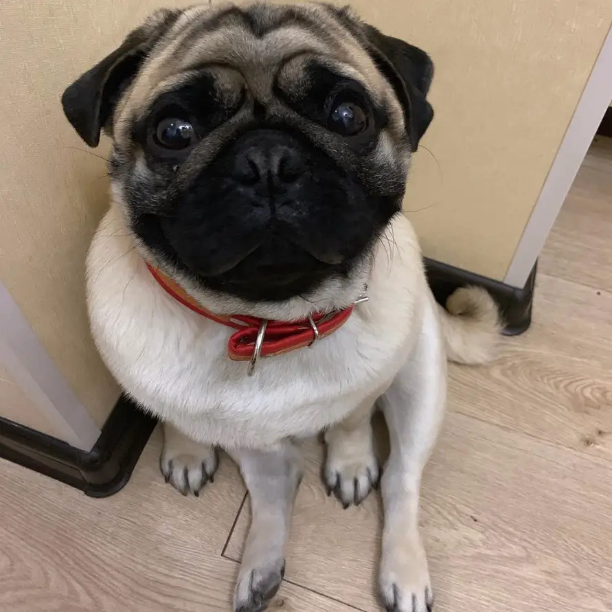 A Pug sitting in the corner while staring with its begging eyes
