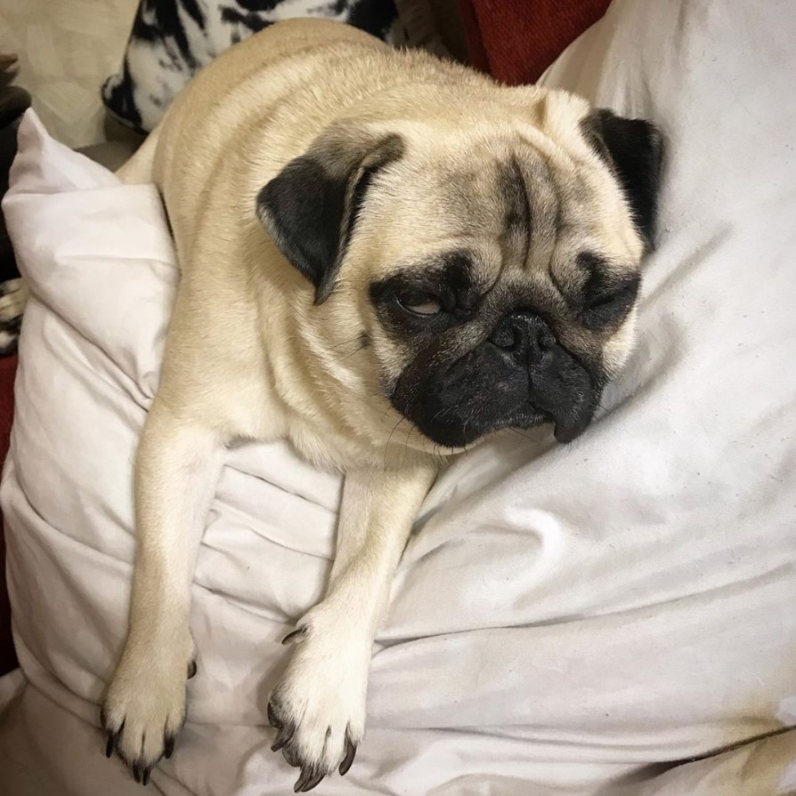 sleepy Pug on top of a pillow