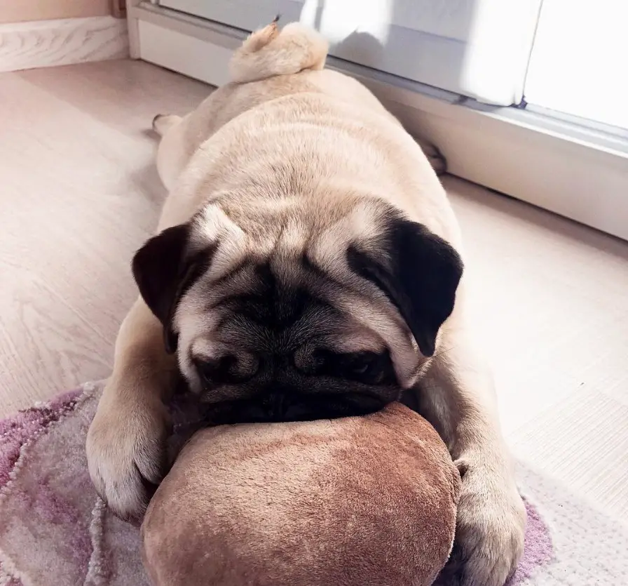 Pug lying down on the floor with its head pressed on the pillow