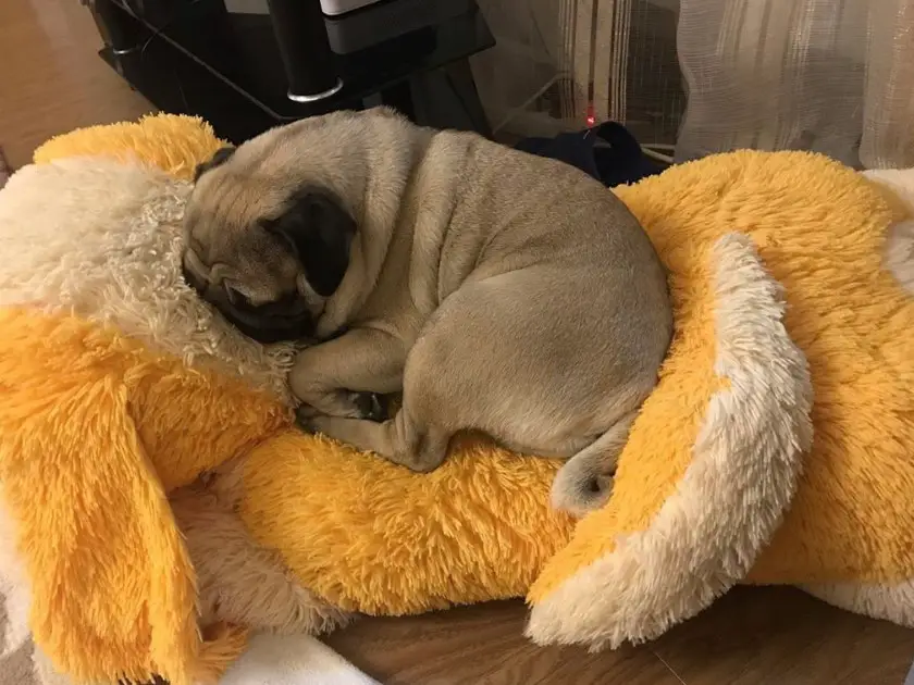 Pug curled up sleeping on top of a large yellow teddy bear