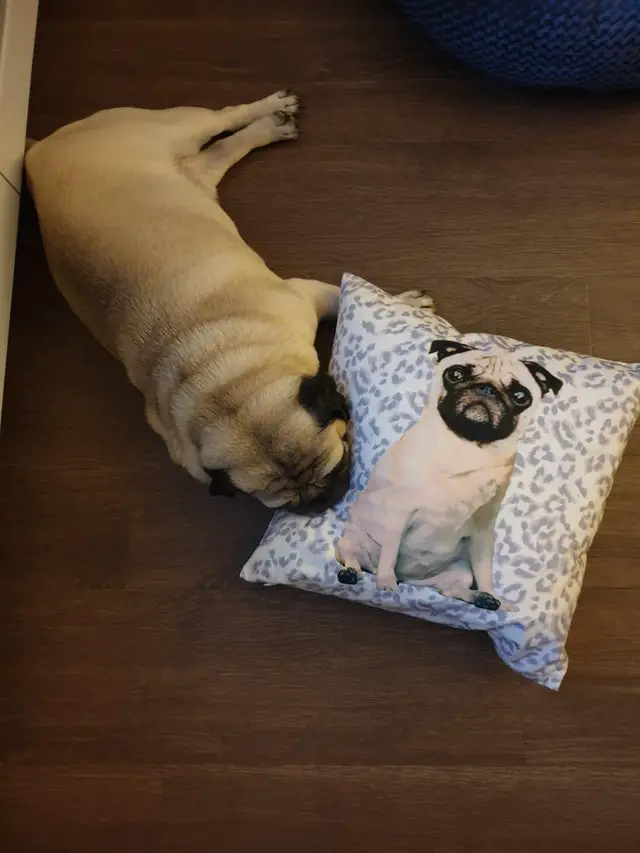 Pug lying on the floor with face on top of a pillow with its picture