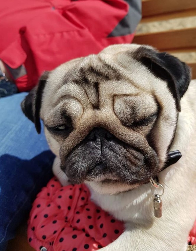 sleepy Pug