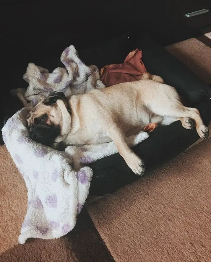 Pug dog lying on its side sleeping on its bed