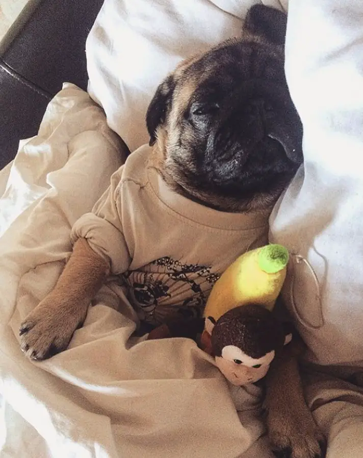 Pug sleeping on the bed snuggled up in blanket with its monkey stuffed toy