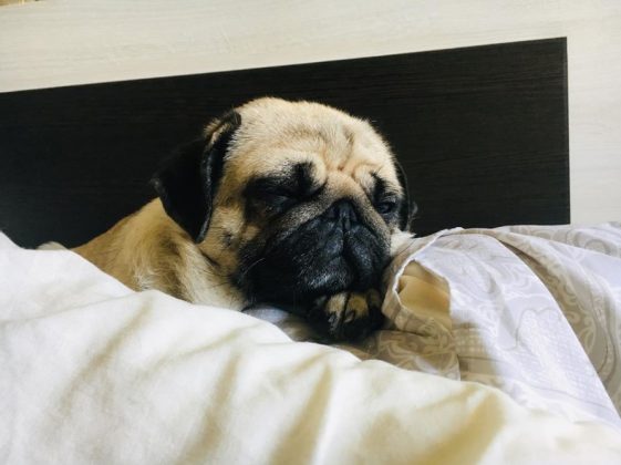 Pug dog sleeping on the bed