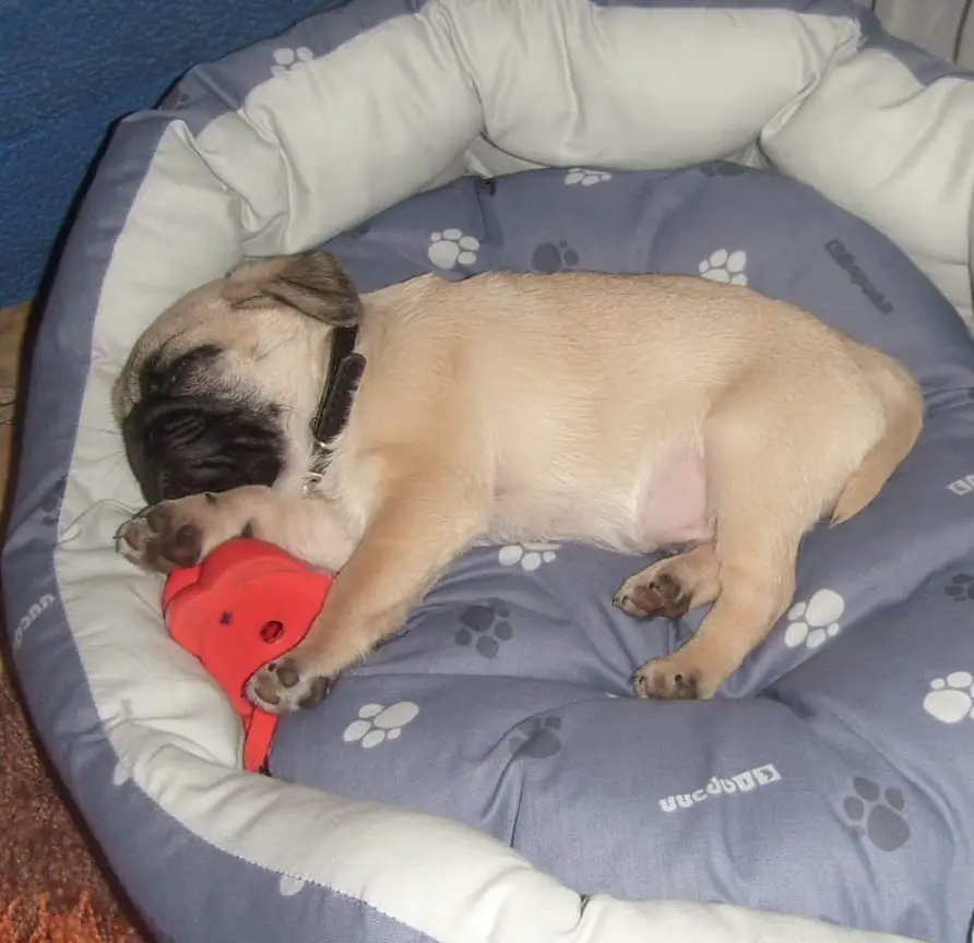 Pug lying on its side sleeping on its bed