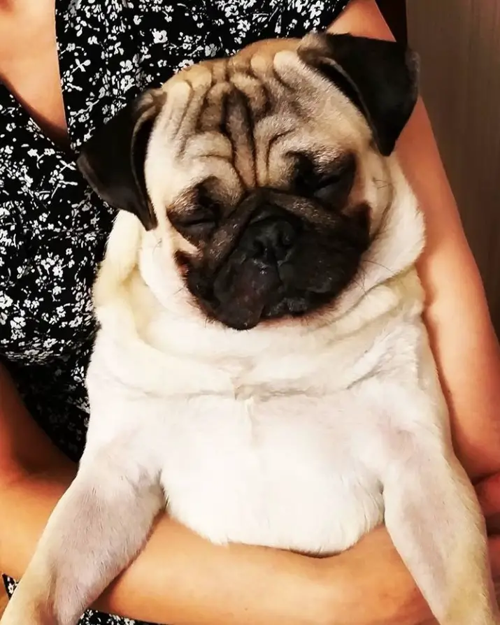 a lady holding a sleeping pug