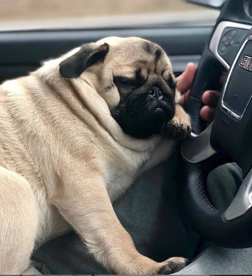 sleeping Pug while leaning on the man's arm while driving the car