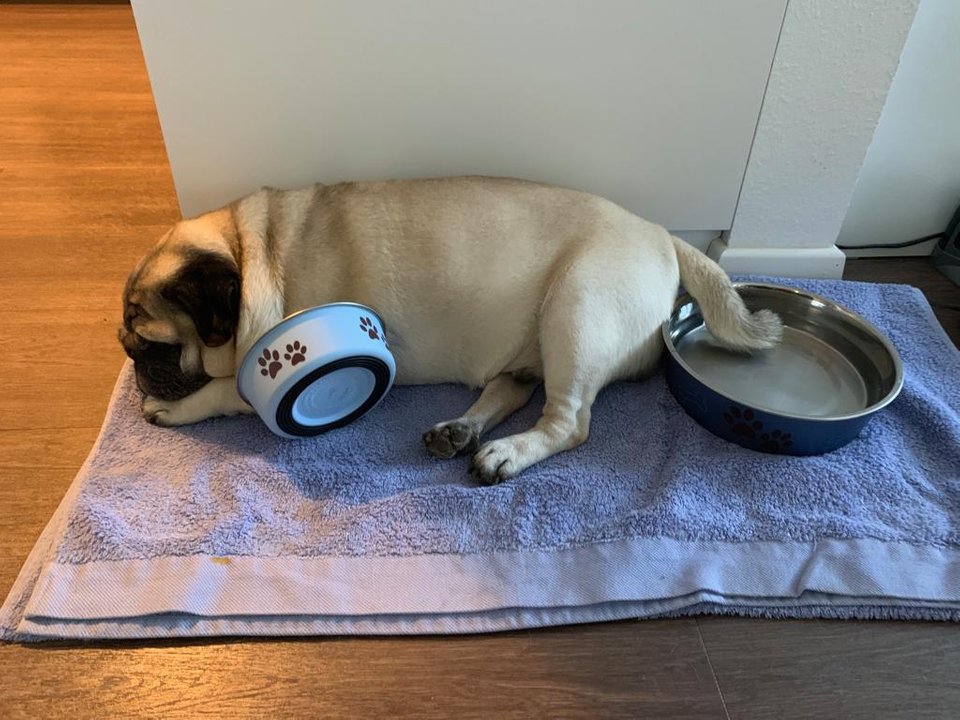 pug dog lying on the floor on top of a towel with its food bowl