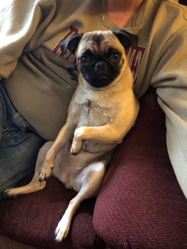 pug sitting on the couch with its owner