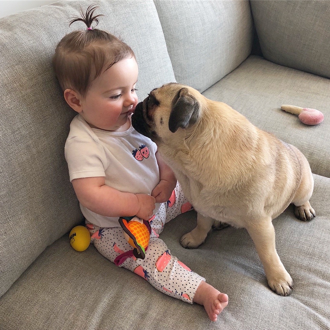 A Pug licking the mouth of a baby sitting on the couch