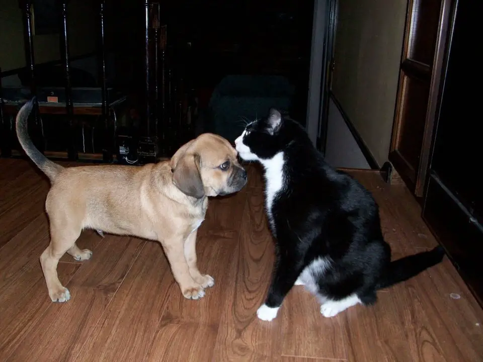 A Puggle standing in front of a cat while being licked in the forehead