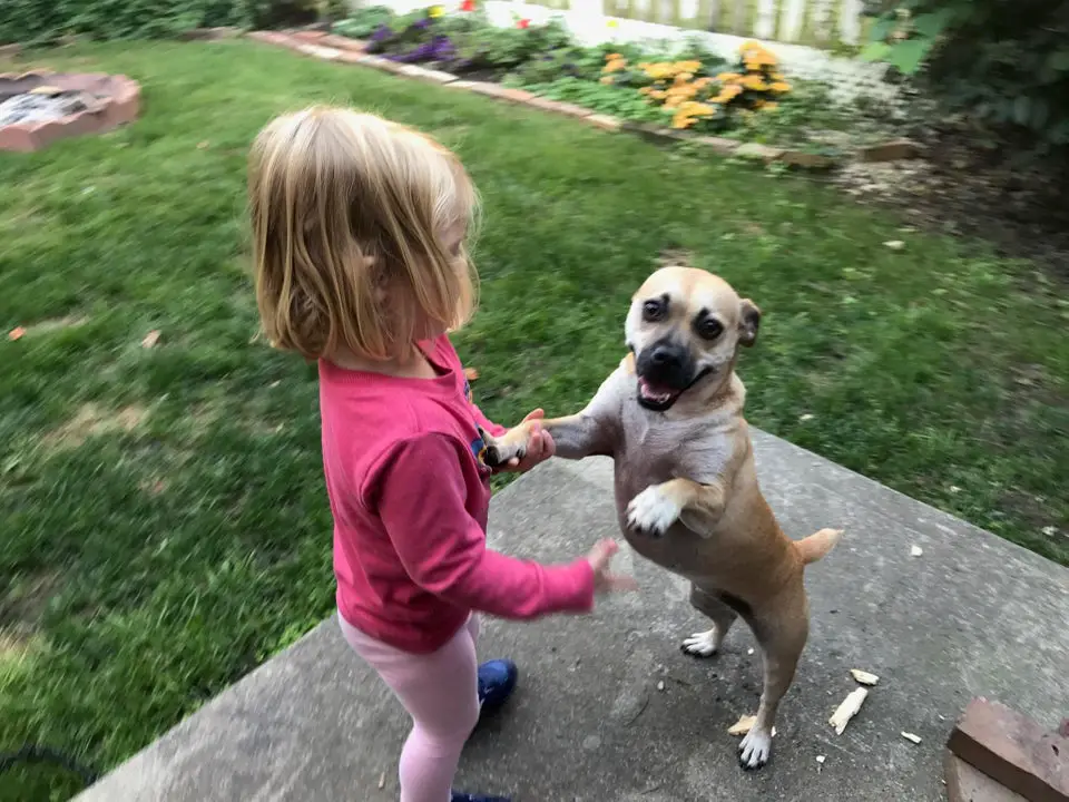 A Puggle dancing with the in the garden