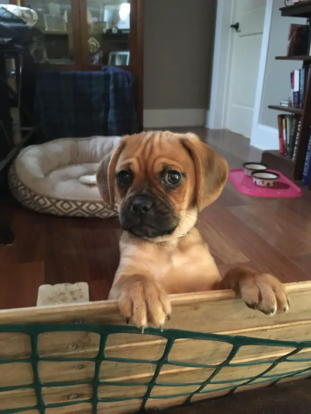 A Puggle puppy standing behind the fence with its sad face
