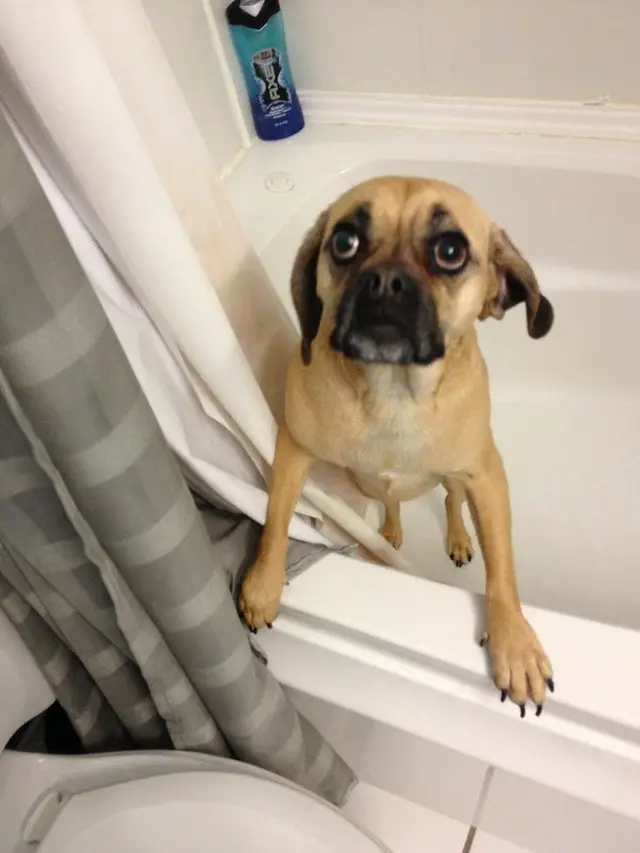 A Puggle standing inside the bathtub
