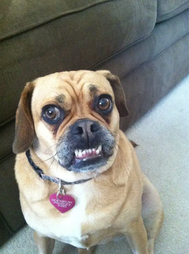 A Puggle sitting on the floor while smiling