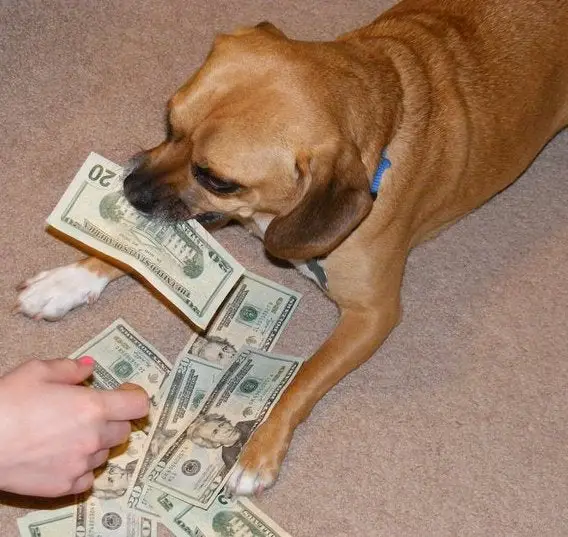 A Puggle lying on the floor with money in its mouth and in front of him