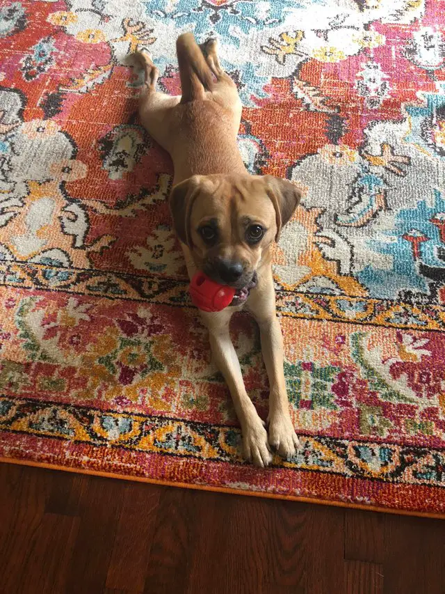 A Puggle lying on the carpet with a ball in its mouth