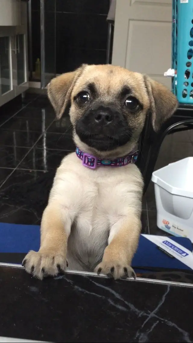A Puggle leaning towards the counter