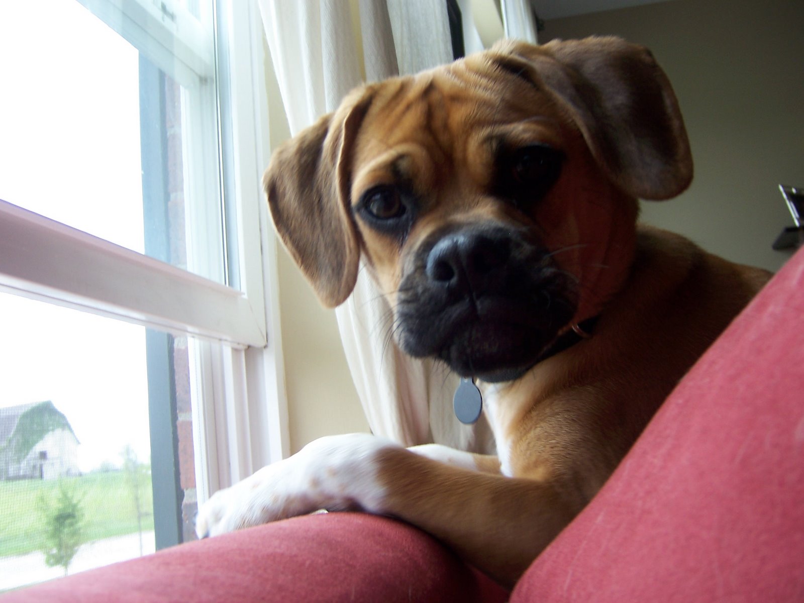 A Puggle lying on the couch in front of the window