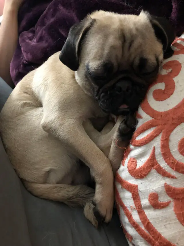 Pug curled up sleeping on the couch