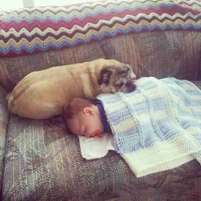 Pug dog sleeping on the couch with a baby