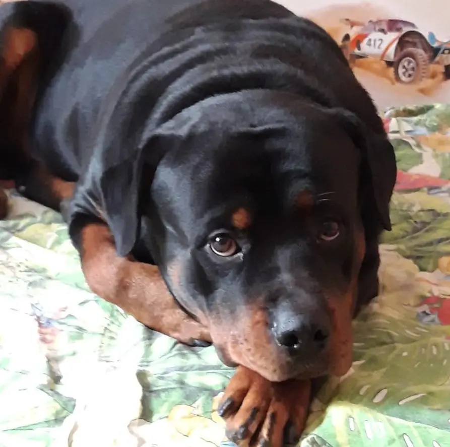 Rottweiler lying down on the bed