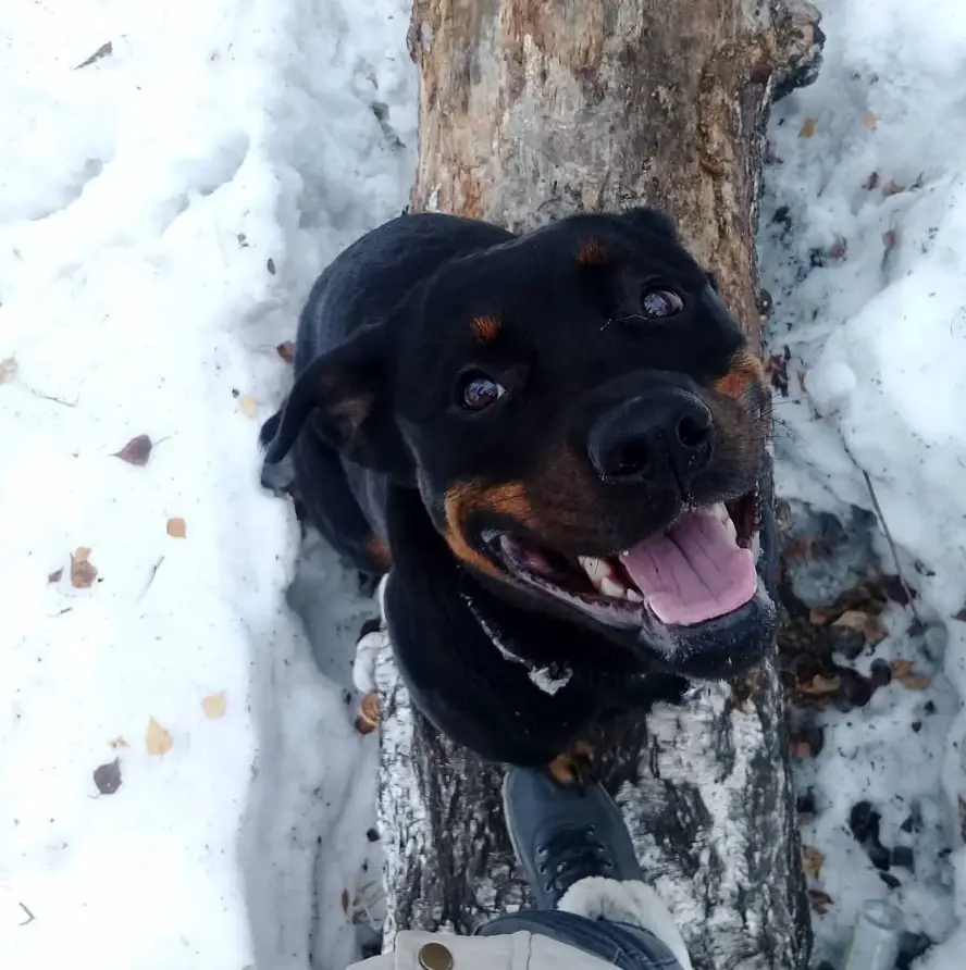 Rottweiler sitting on top of a tree trunk in the snow
