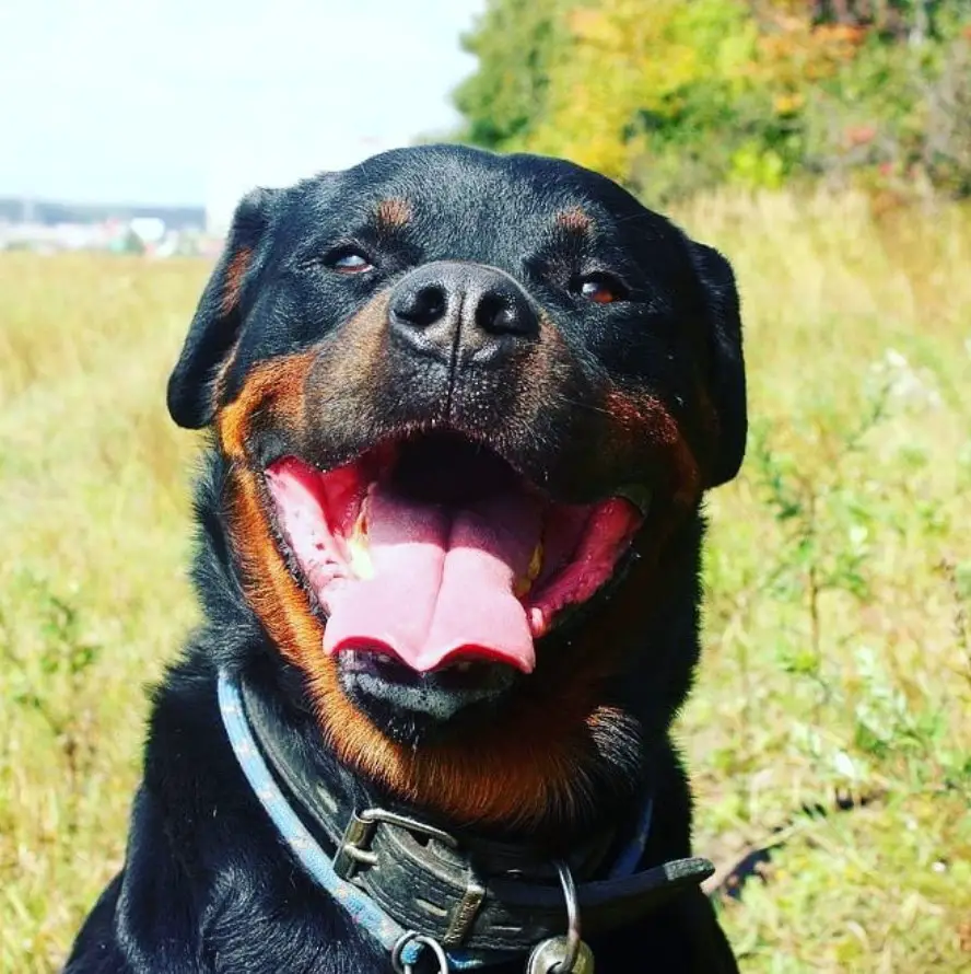 happy Rottweiler in the field of green grass