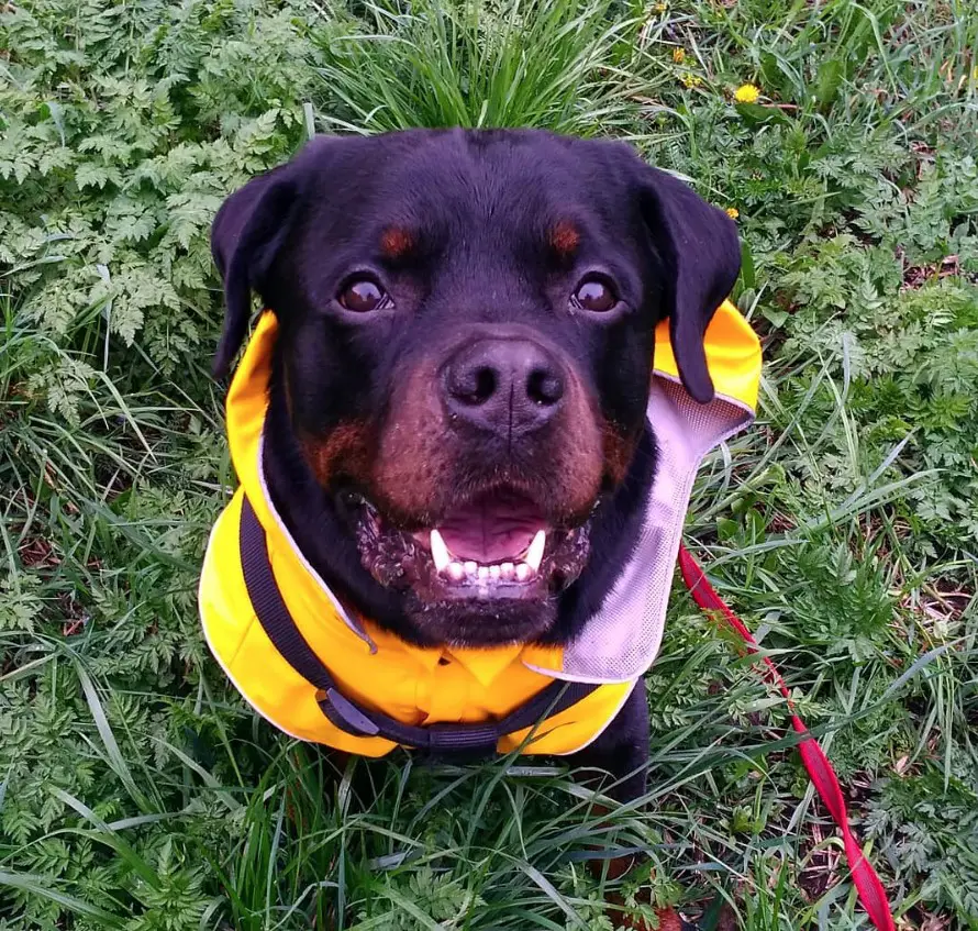 Rottweiler dog wearing a yellow sweater while sitting on the green grass