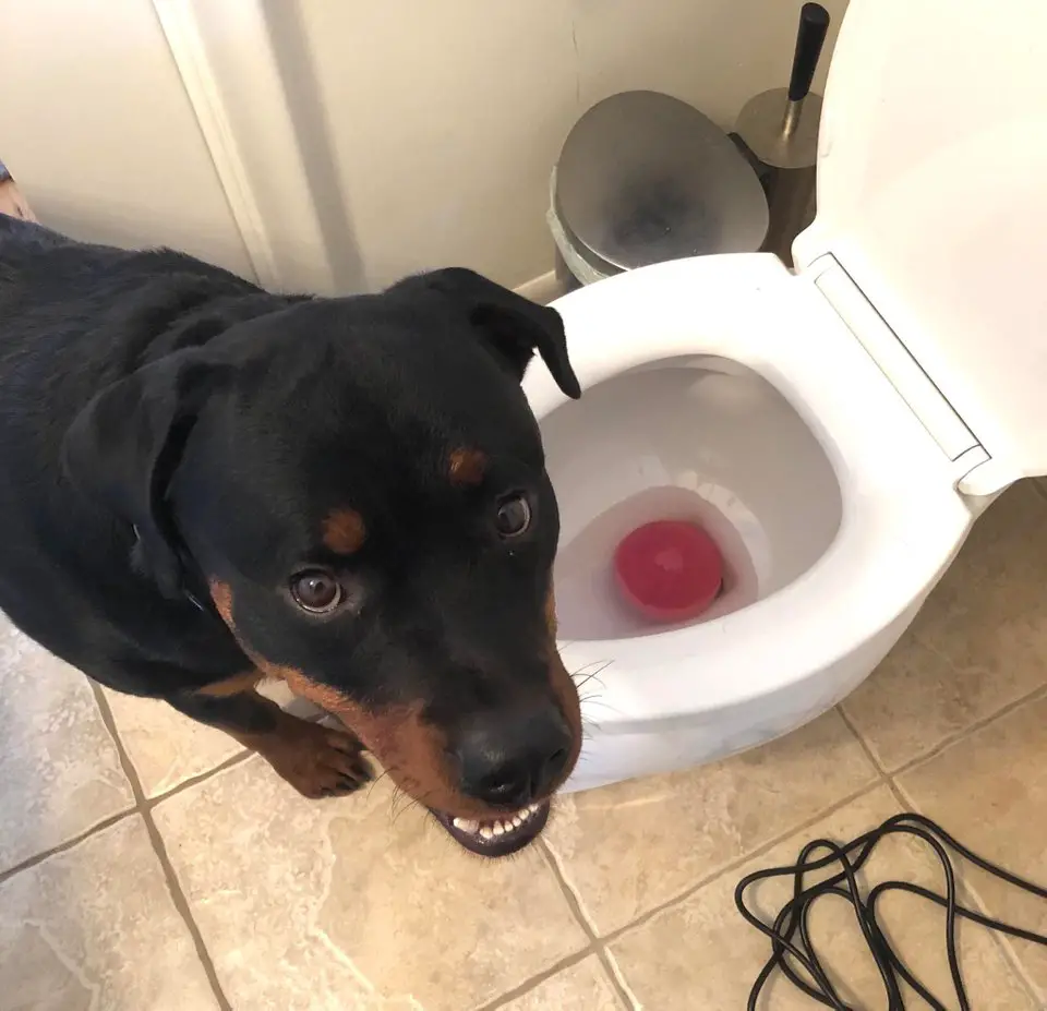 Rottweiler with its ball on the bathroom bowl
