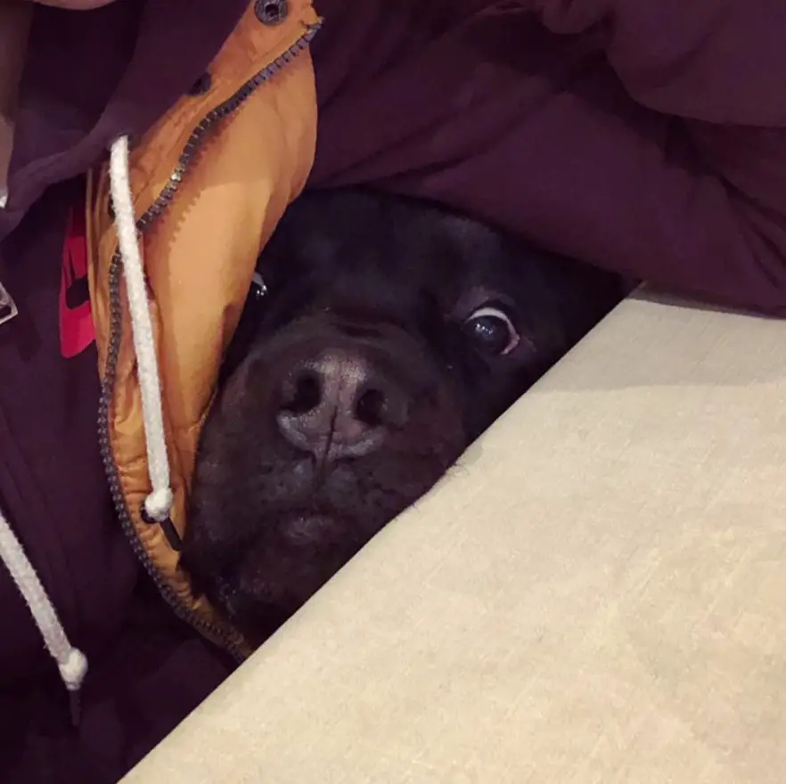 Rottweiler dog peeking under the armpit of a guy