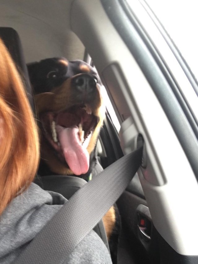 Rottweiler in the backseat with its mouth wide open and tongue out