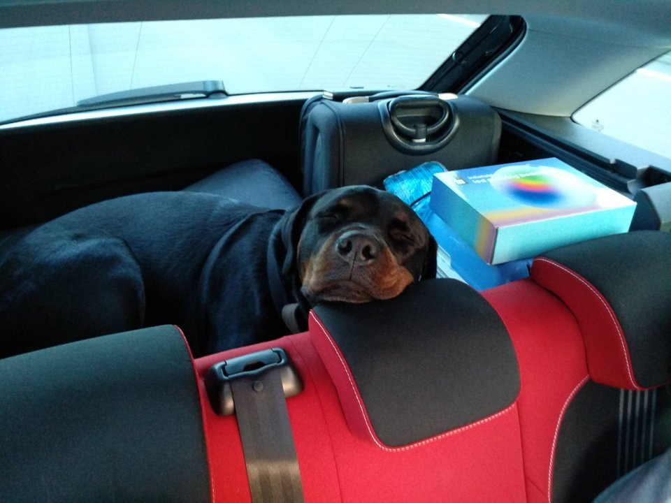 Rottweiler sleeping at the back of the car trunk