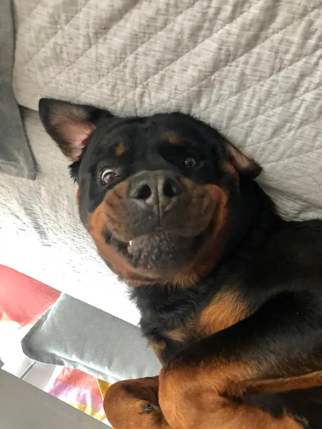 smiling Rottweiler on the bed