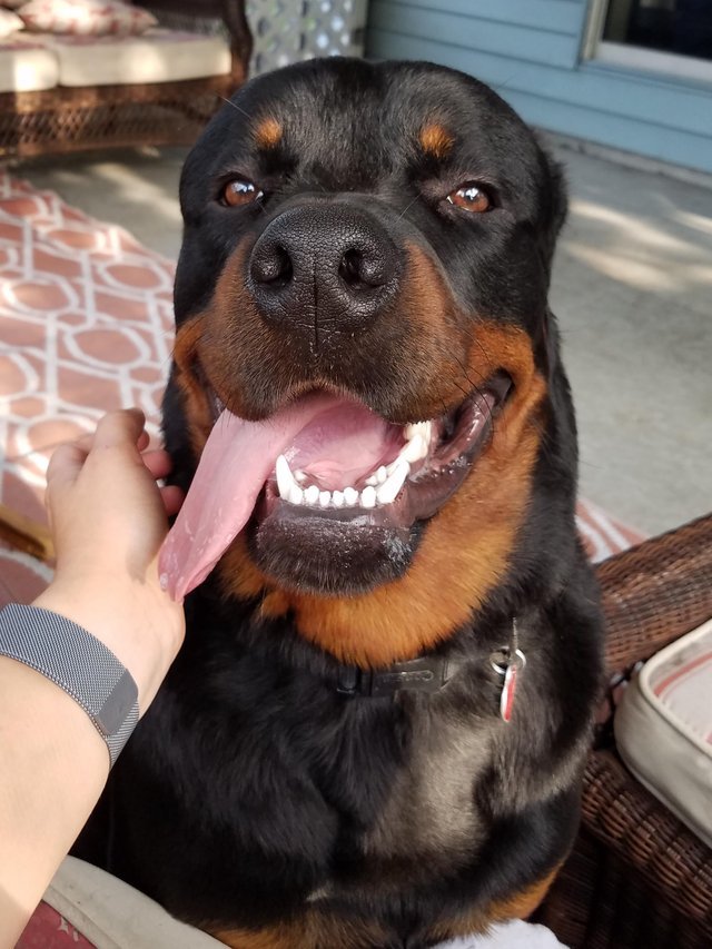 Rottweiler dog with its tongue out while being touched by a girl