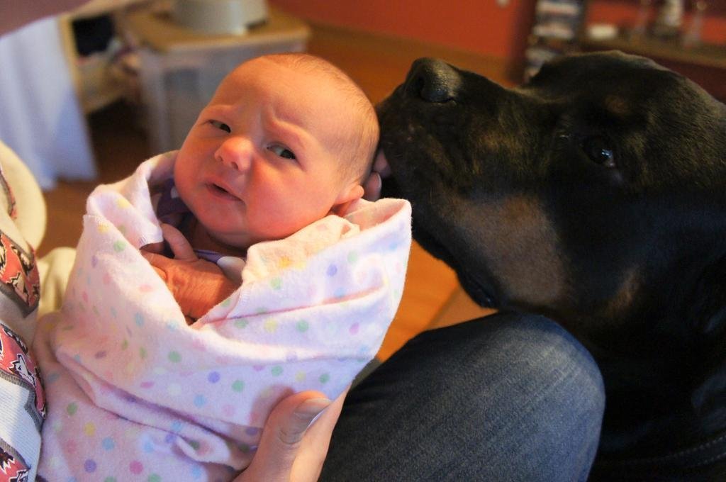 Rottweiler dog licking the head of a baby