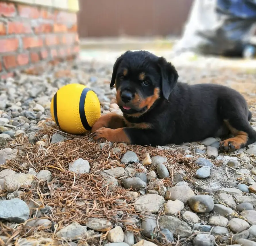 Rottweiler puppy lying down on the ground with a ball
