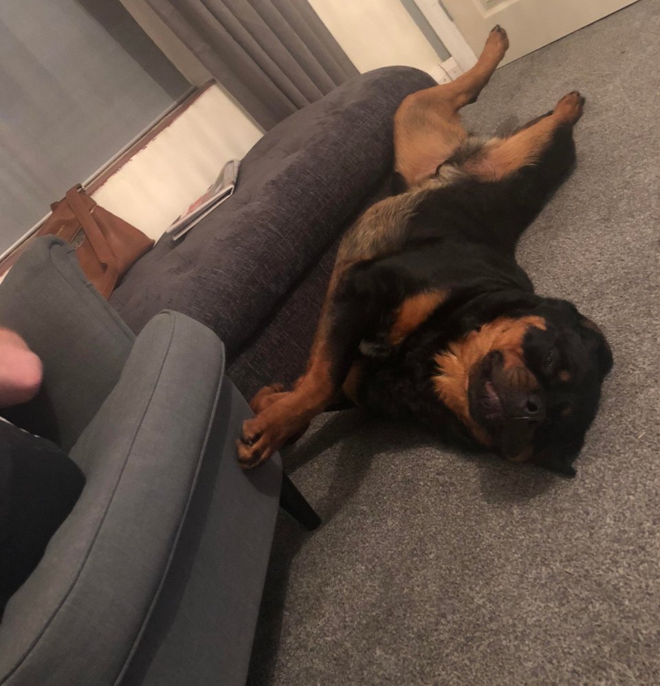 Rottweiler lying on its back sleeping on the floor