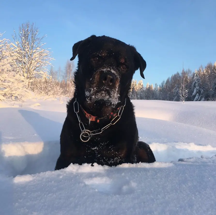 black Rottweiler sitting on the snow