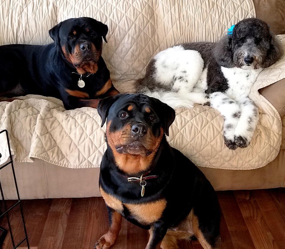 Rottweiler sitting on the floor and on the couch