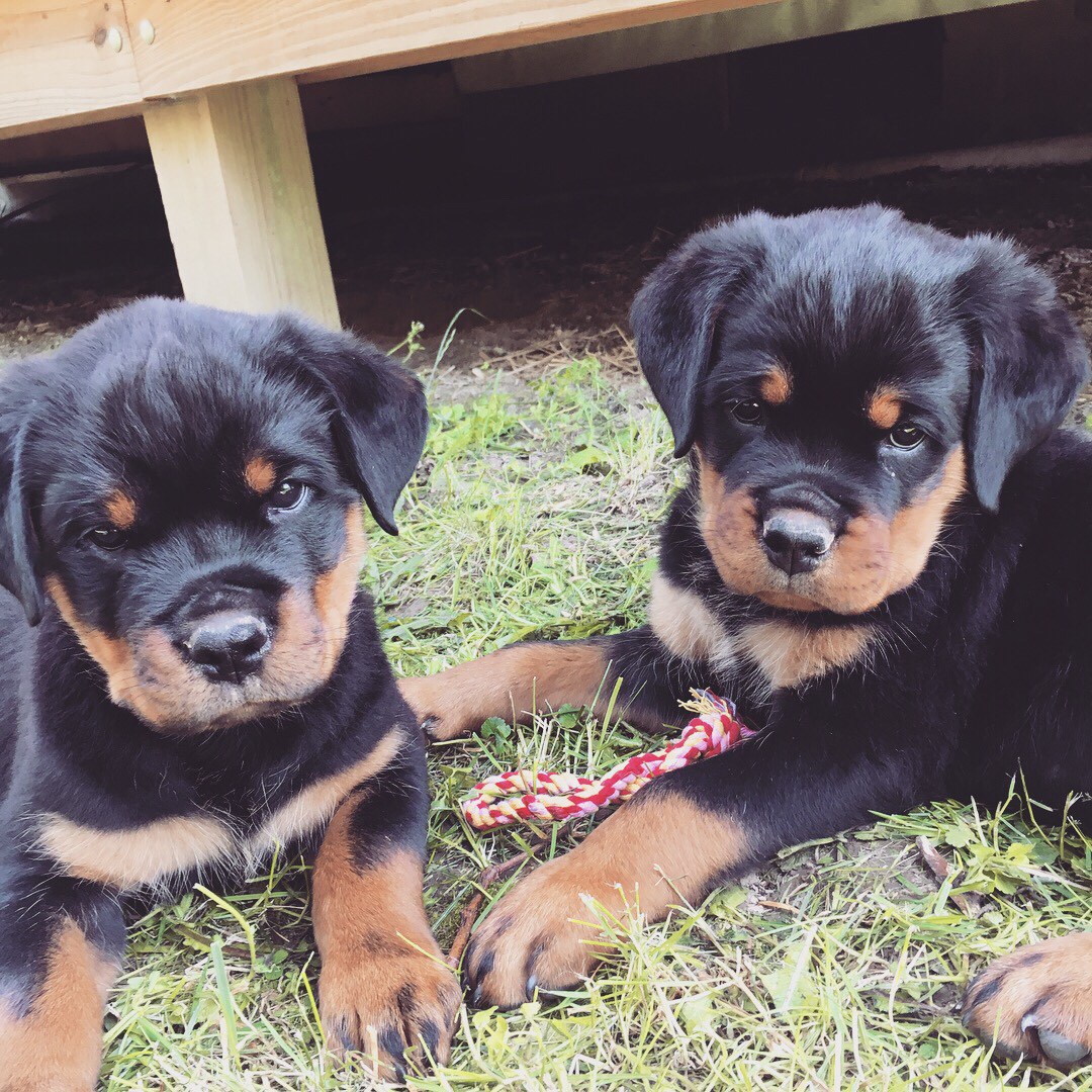 two Rottweiler puppies lying on the grass