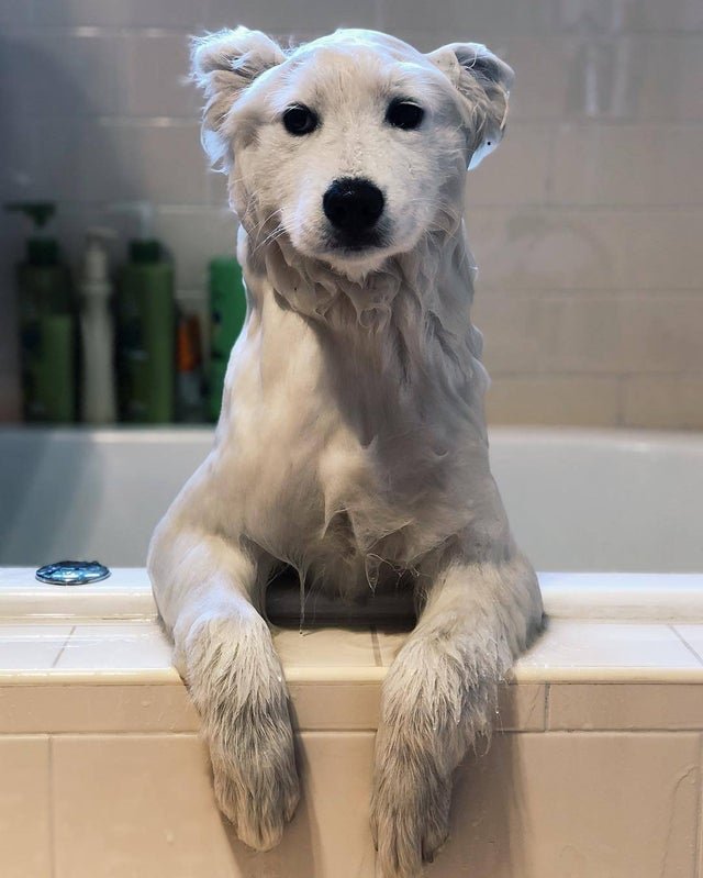 A wet Samoyed standing inside the bathtub