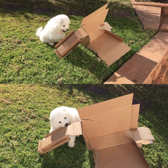 two photos of a Samoyed puppy tearing the cardboard box in the yard