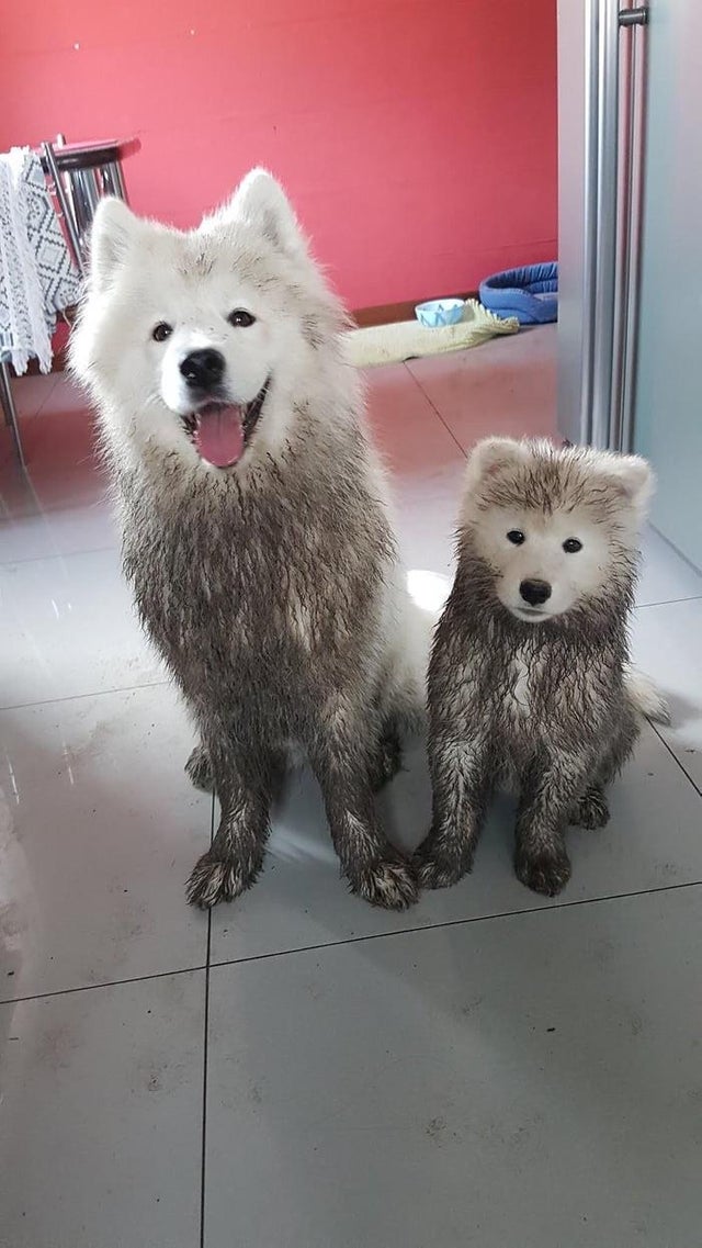 an adult and puppy Samoyed sitting on the floor with dirt all over their fur